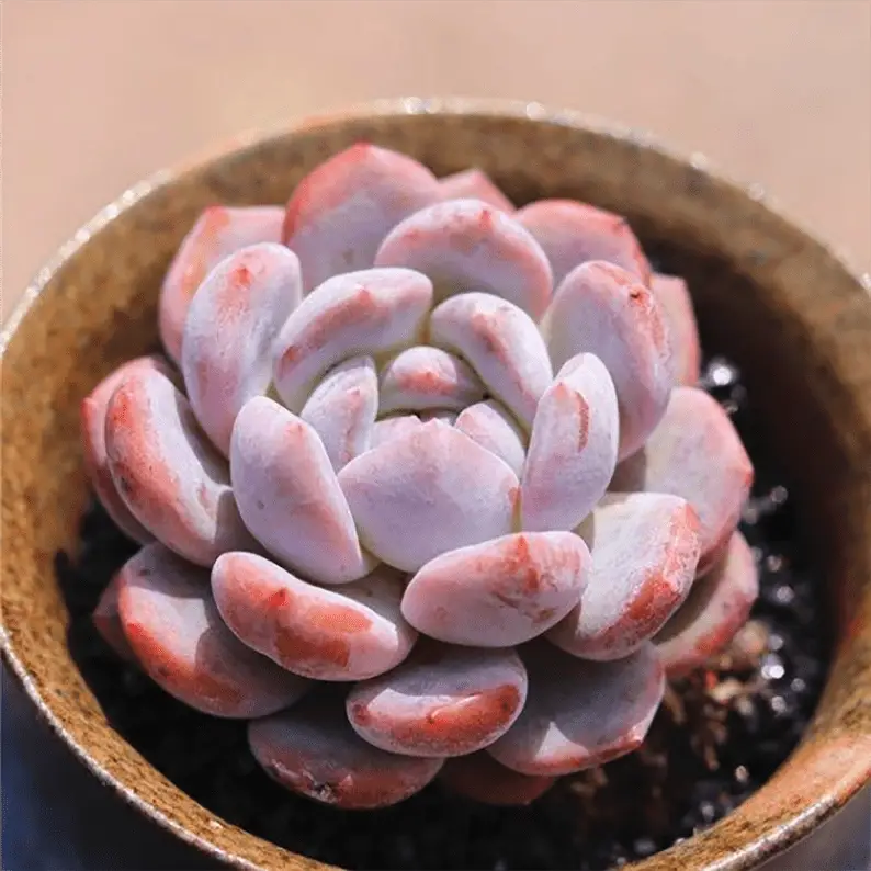 Echeveria ‘Monroe'