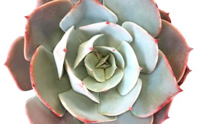 Echeveria ‘White Rose’