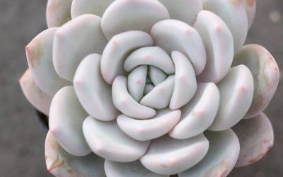 Echeveria ‘Ivory’