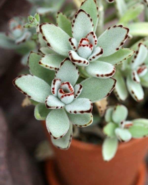 panda plant