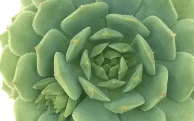 Echeveria ‘Dondo’