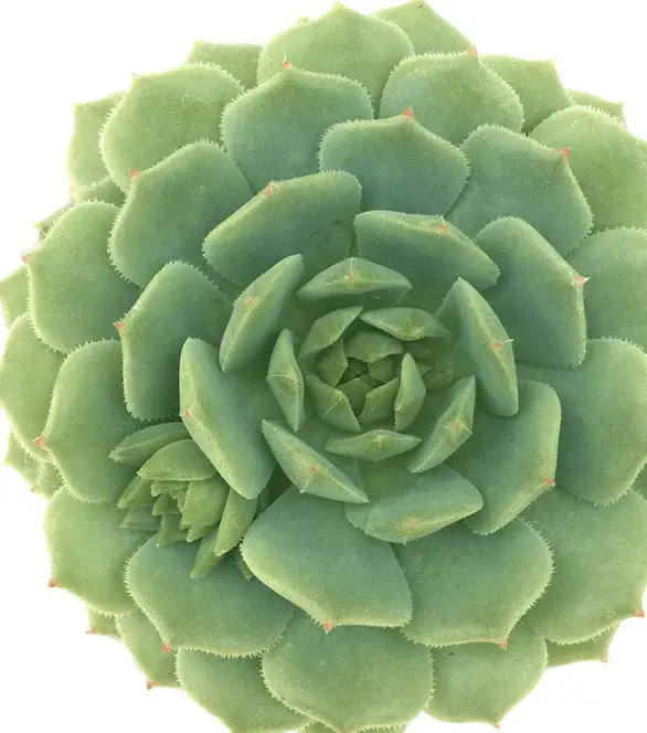 Echeveria 'Dondo'