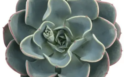 Echeveria ‘Galaxy Blue’