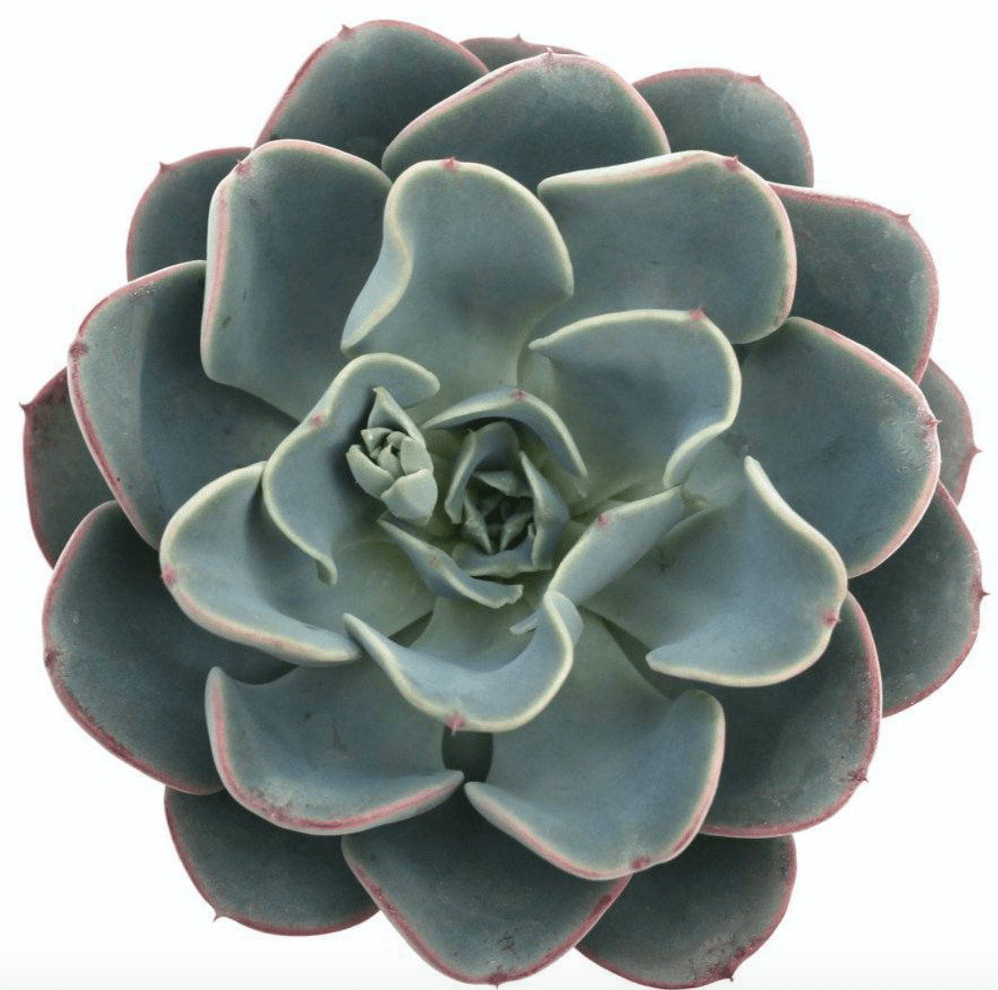 Echeveria Galaxy Blue Care Guide With Pictures Succulents Network