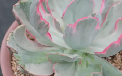 Echeveria ‘Flying Cloud’