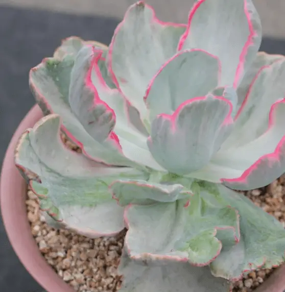 Echeveria ‘Flying Cloud’