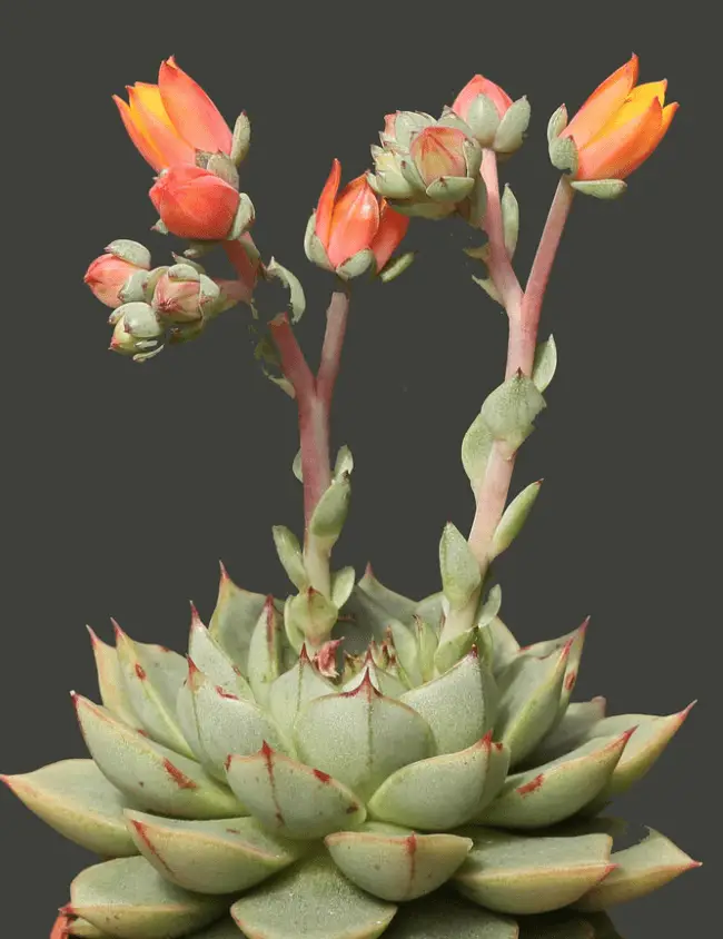 Echeveria ‘Fabiola’