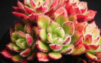 Echeveria ‘Giant Mexican Firecracker’