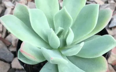 Echeveria ‘Haageana’