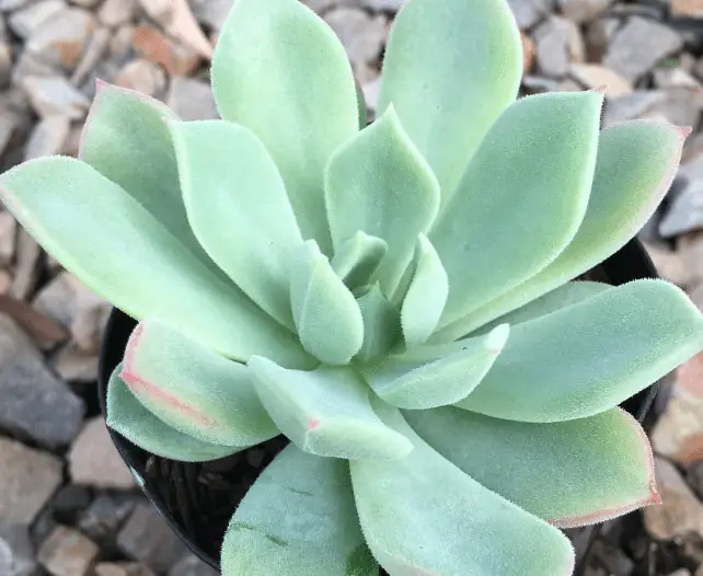 Echeveria ‘Haageana'