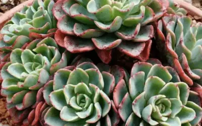 Echeveria ‘Lara’