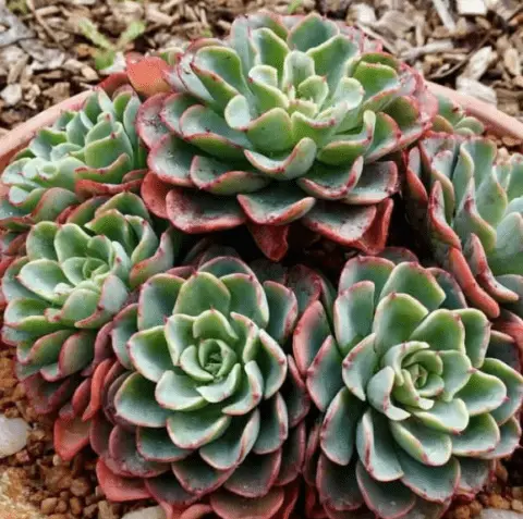 Echeveria ‘Lara' (Care Guide With Pictures)- Succulents Network