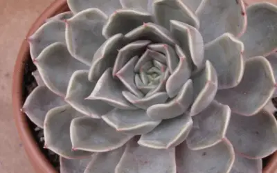 Echeveria ‘Latte Rose’ (Brown Ghost Plant)