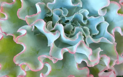 Echeveria ‘Lady Aquarius’