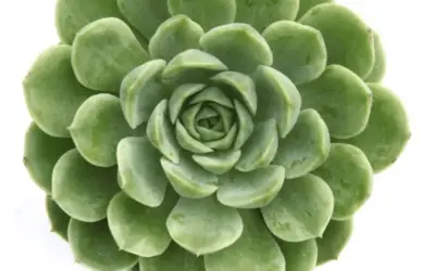 Echeveria ‘Lime n’ Chile’