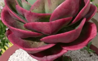 Echeveria ‘Mandala’