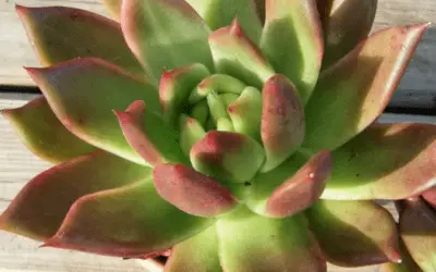 Echeveria ‘Margaret Martin’