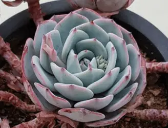 Echeveria ‘Mont Blanc’