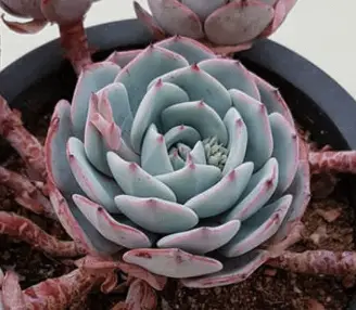 Echeveria ‘Mont Blanc’