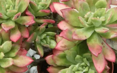 Echeveria ‘Minibelle’