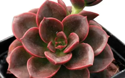 Succulent Types (Guides With Pictures) | Succulents Network