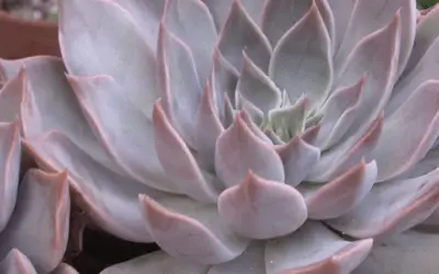 Echeveria ‘Mensa’