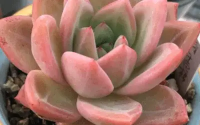 Echeveria ‘Pink Champagne’