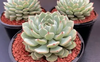 Echeveria ‘Nobaranosei’