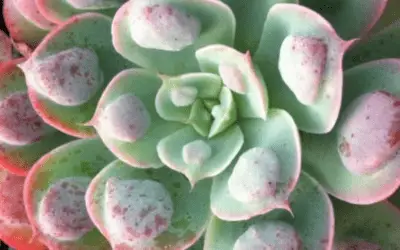 Echeveria ‘Rain Drops’