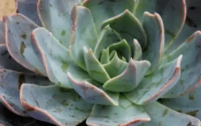 Echeveria ‘Princess Blue’