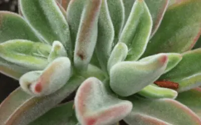 Echeveria ‘Pulvicox’