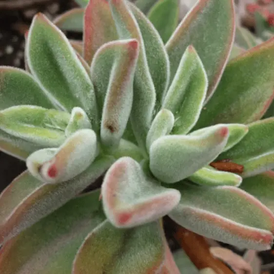 Echeveria ‘Pulvicox'