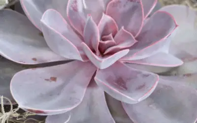 Echeveria ‘Purple Pearl’