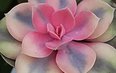 Echeveria ‘Rainbow’