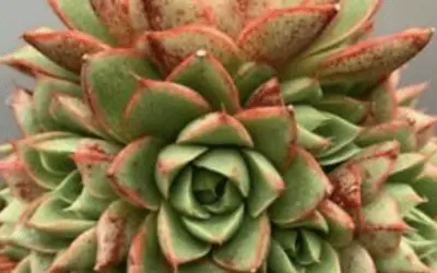 Echeveria ‘Shamrock’