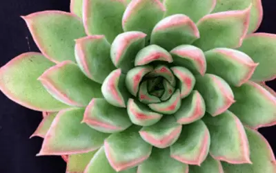 Echeveria ‘Sagitta’