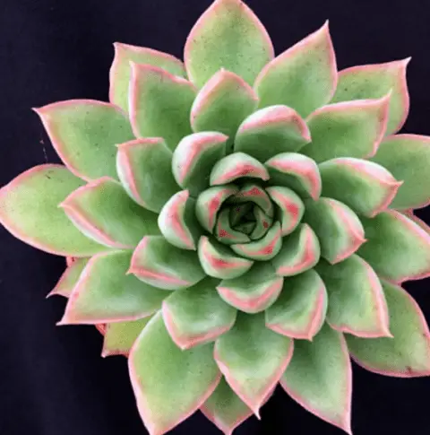 Echeveria ‘Sagitta' (Care Guide With Pictures)- Succulents Network