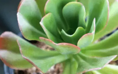 Echeveria ‘Rosea Grandis’