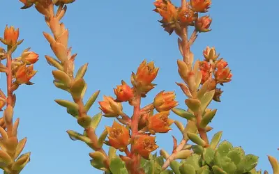 Echeveria ‘Victor’