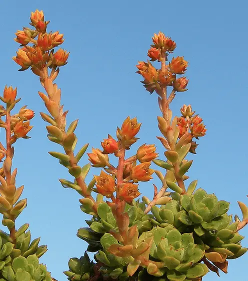 Echeveria ‘Victor'