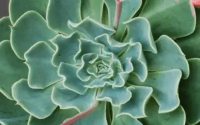 Echeveria ‘Tsunami’