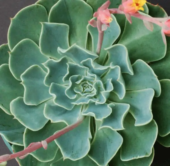 Echeveria ‘Tsunami'