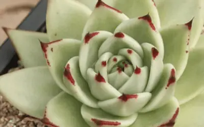 Echeveria Agavoides ‘Maria’