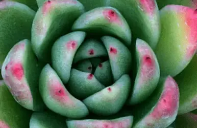 Echeveria Agavoides ‘Miranda’