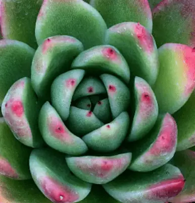 Echeveria Agavoides ‘Miranda'