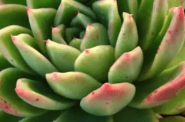 Echeveria Agavoides ‘Prolifera’