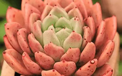 Echeveria Agavoides ‘Rajoya’