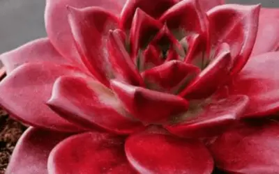 Echeveria Agavoides ‘Romeo’