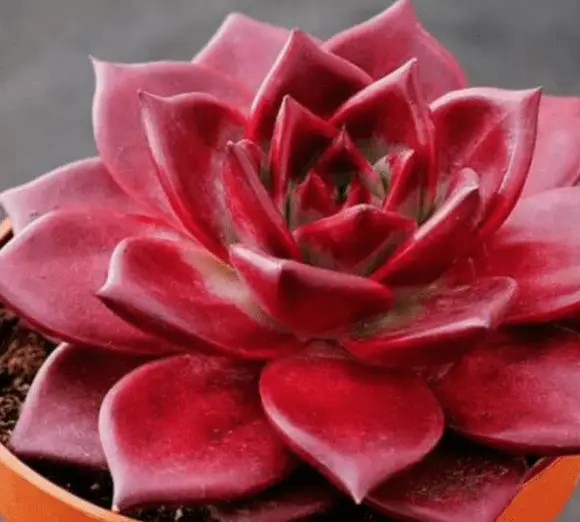 Echeveria Agavoides ‘Romeo’