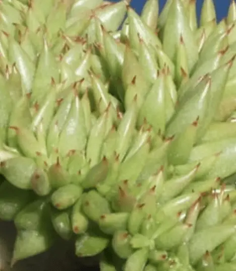 Echeveria Agavoides f. Crista